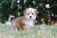 Morkie