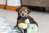 Morkie