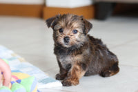 Morkie