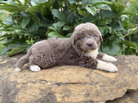 Newfoundland