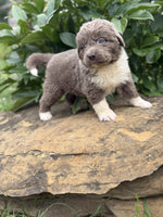 Newfoundland
