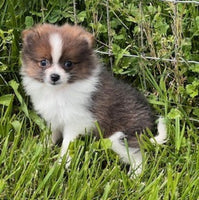 Pomeranian
