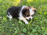 Pomeranian