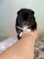 Pomeranian