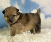 Pomeranian 