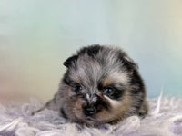 Pomeranian