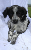 Portuguese Water Dog