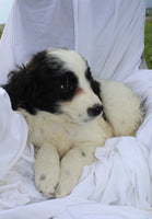 Portuguese Water Dog