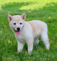 Shiba Inu