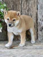 Shiba Inu