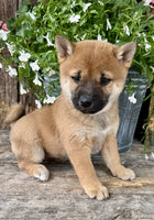 Shiba Inu