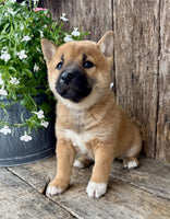 Shiba Inu