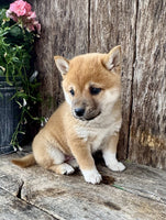Shiba Inu