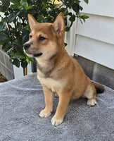  Shiba Inu
