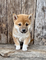 Shiba Inu