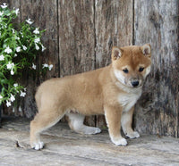 Shiba Inu