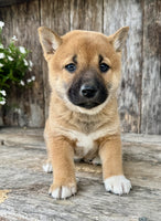 Shiba Inu