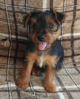 Yorkshire Terrier