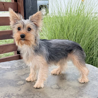 Yorkshire Terrier