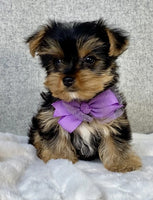 Yorkshire Terrier