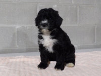 Bernedoodle