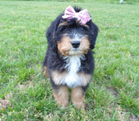 Lacy Female Bernedoodle $1150