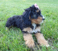 Bernedoodle