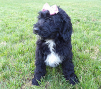 Bernedoodle