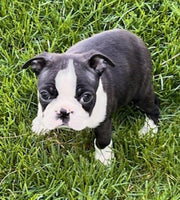 Boston Terrier