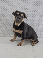 French Bulldog