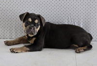 French Bulldog