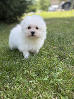 Maltipom