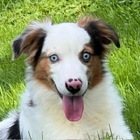 Mini Australian Shepherd