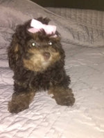 Mini Poodle