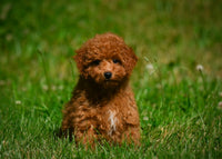 Mini Goldendoodle