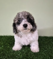 Mini Poodle