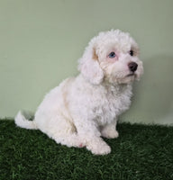 Mini Poodle