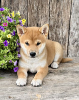 Shiba Inu