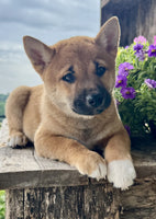 Shiba Inu