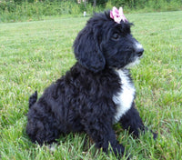 Bernedoodle