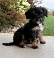 Bernedoodle
