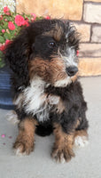 Bernedoodle