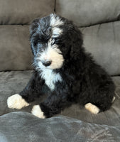 Bernedoodle
