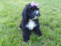 Bernedoodle