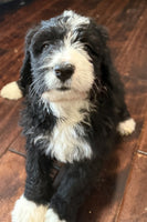 Bernedoodle
