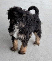 Bernedoodle