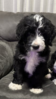 Bernedoodle