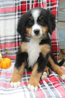  Bernese Mountain Dog