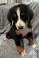 Bernese Mountain Dog