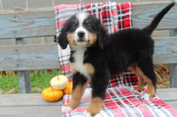  Bernese Mountain Dog